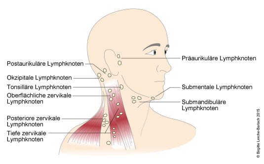 Lymphknoten in der Halsregion