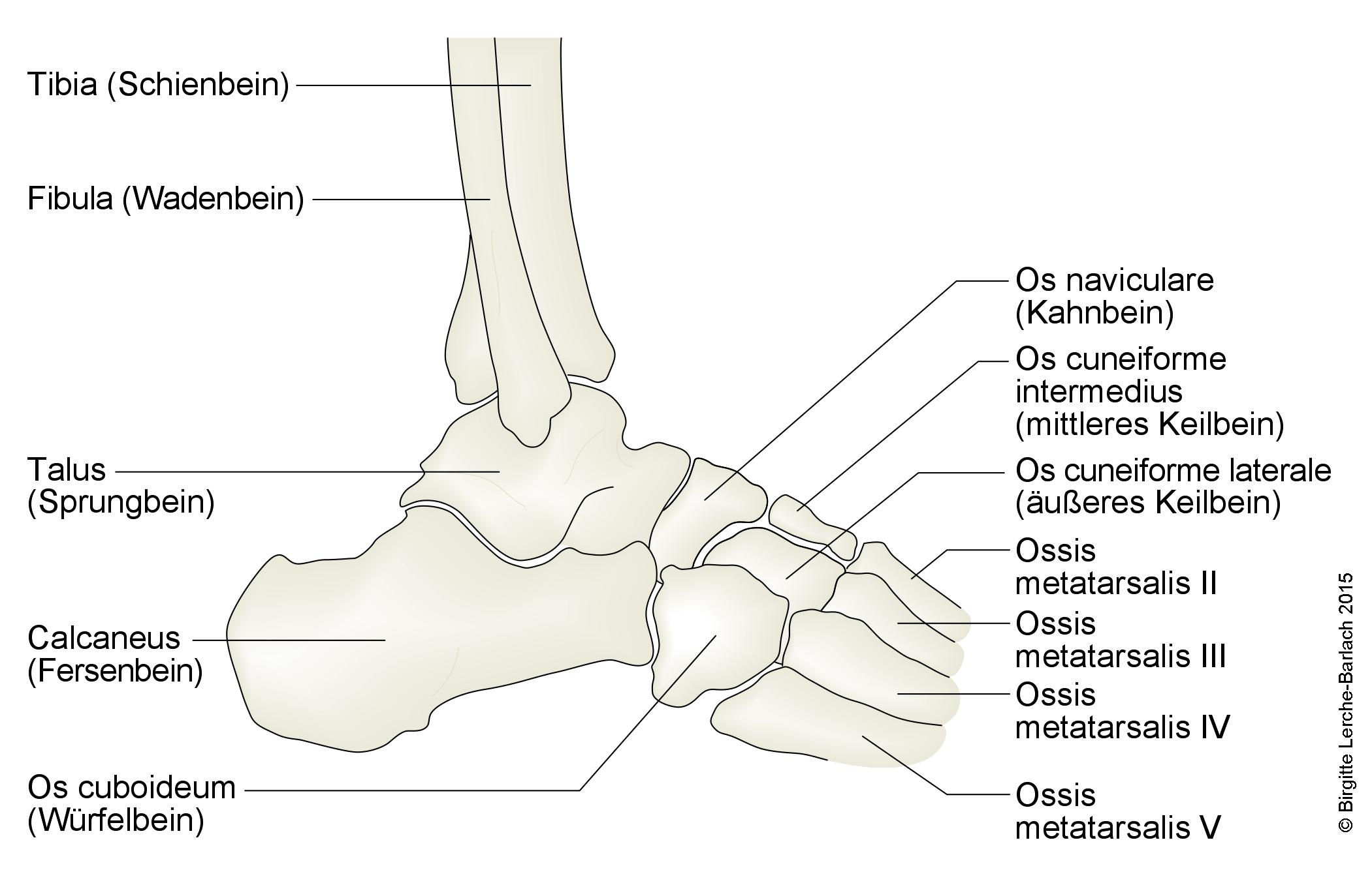 Fussknochen, lateral