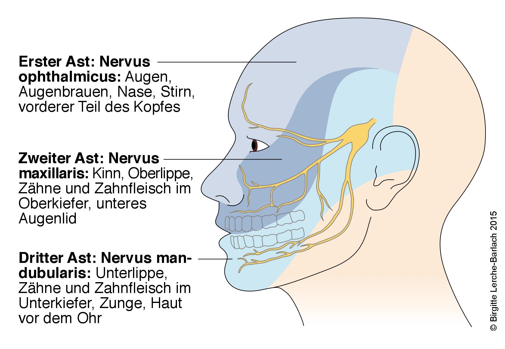 Nervus trigeminus Innervationsgebiet