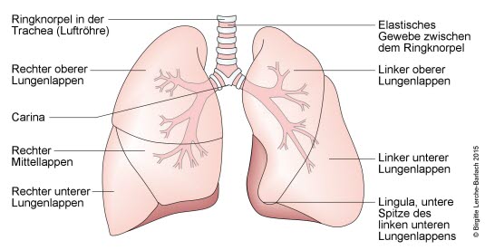 Illustrationen von Lunge und Thorax