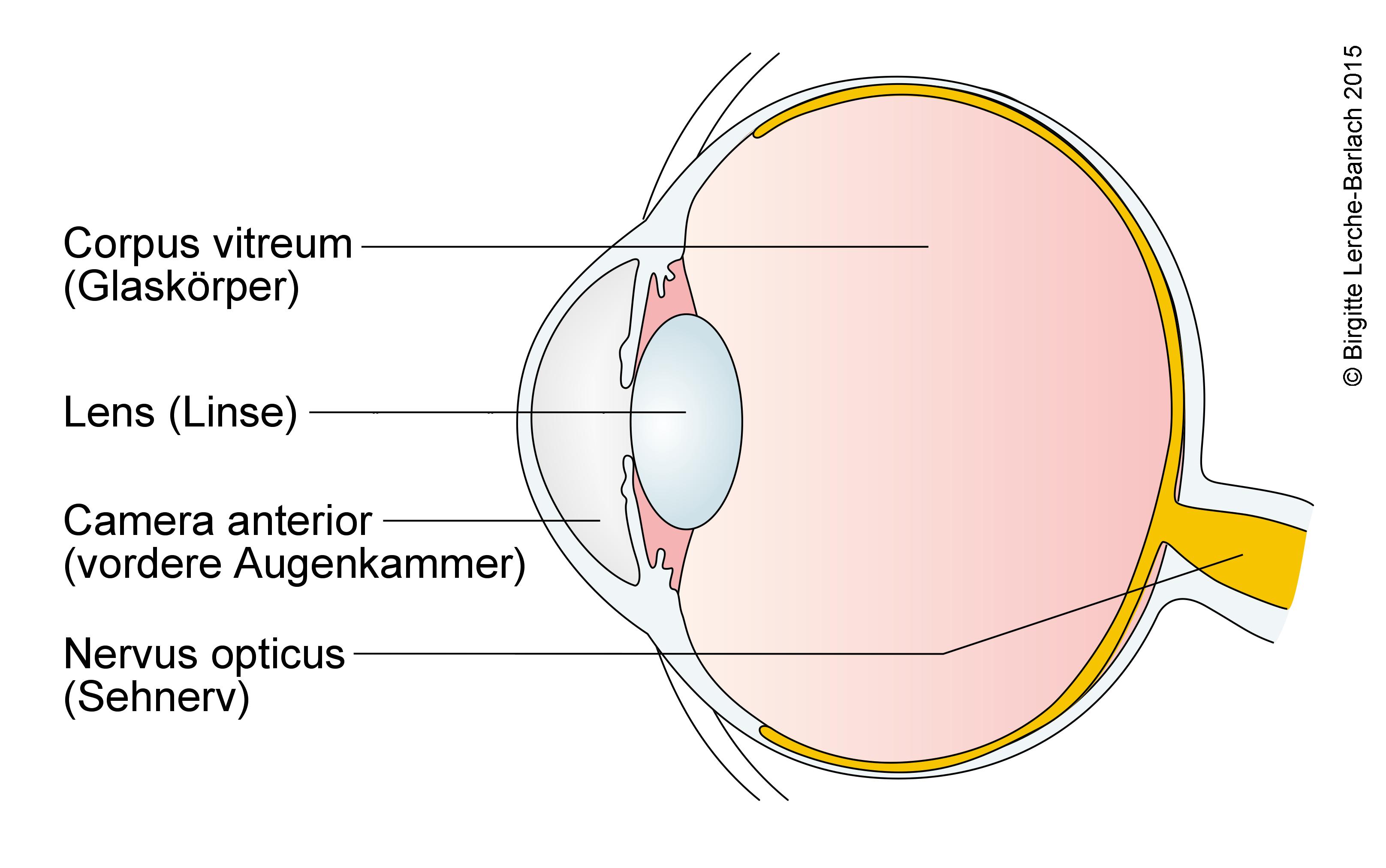 Auge, Längsschnitt