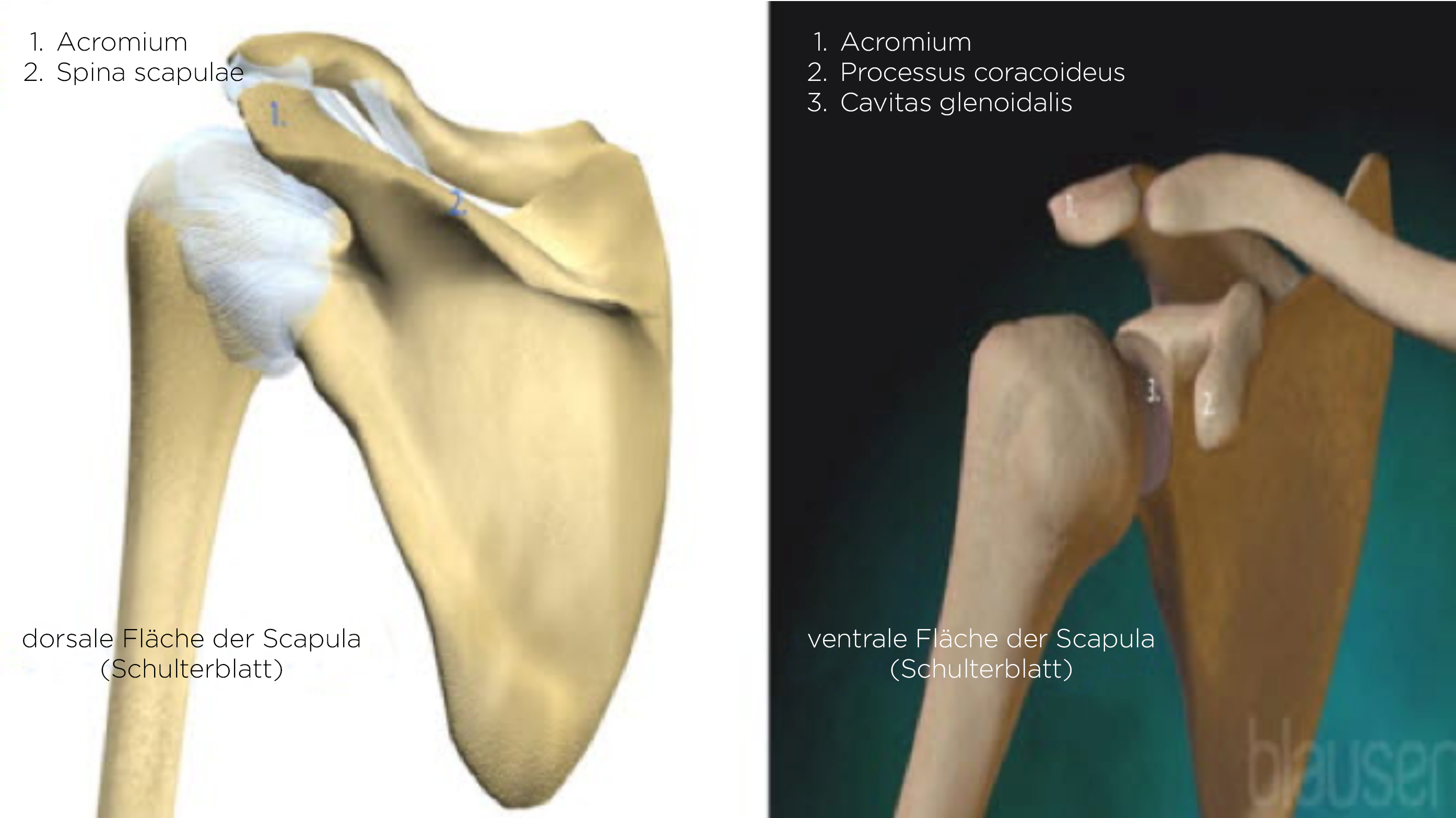 Scapula von vorne und hinten