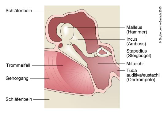 Mittelohr