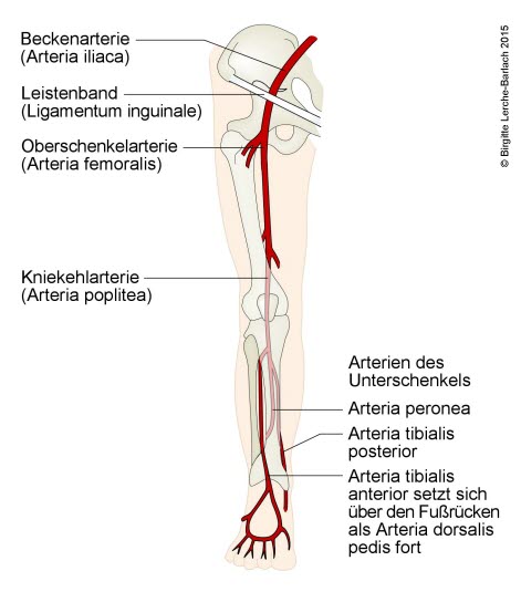 Arterien der unteren Extremitäten