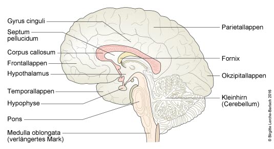 Anatomie des Gehirns, medialer Längsschnitt