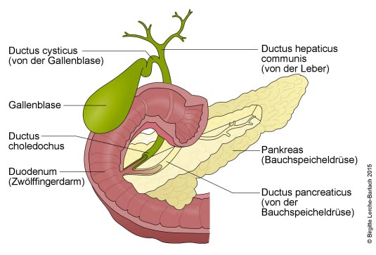 Gallenblase, Gallenwege, Bauchspeicheldrüse