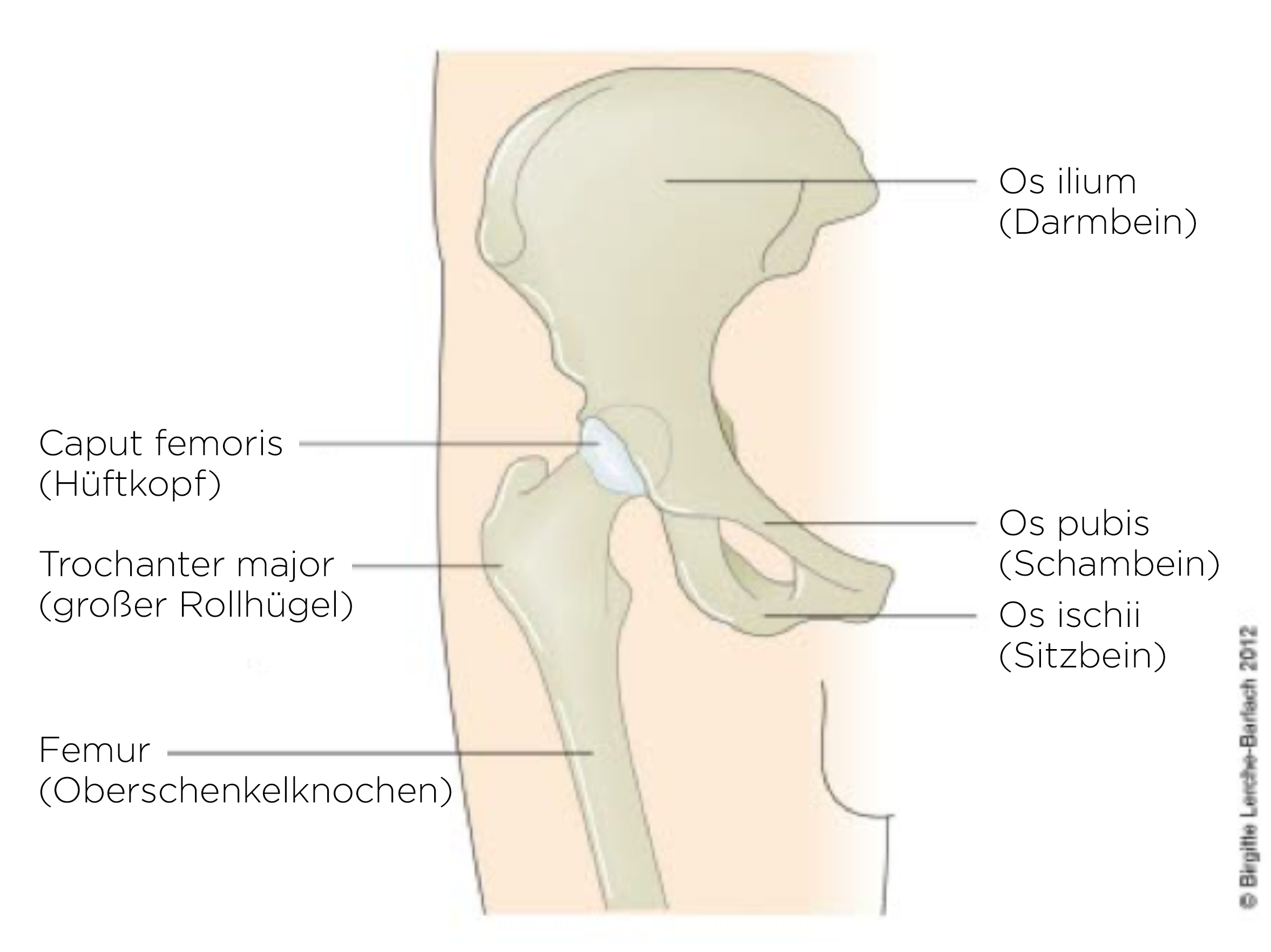 Hüfte, Anatomie