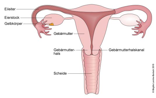 Gebärmutter (Uterus) von vorn