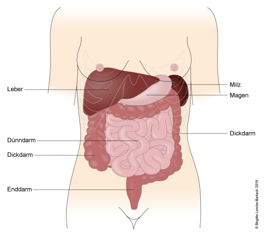 Innere Organe und Milz