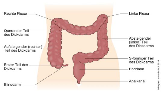 Dickdarm, Übersicht