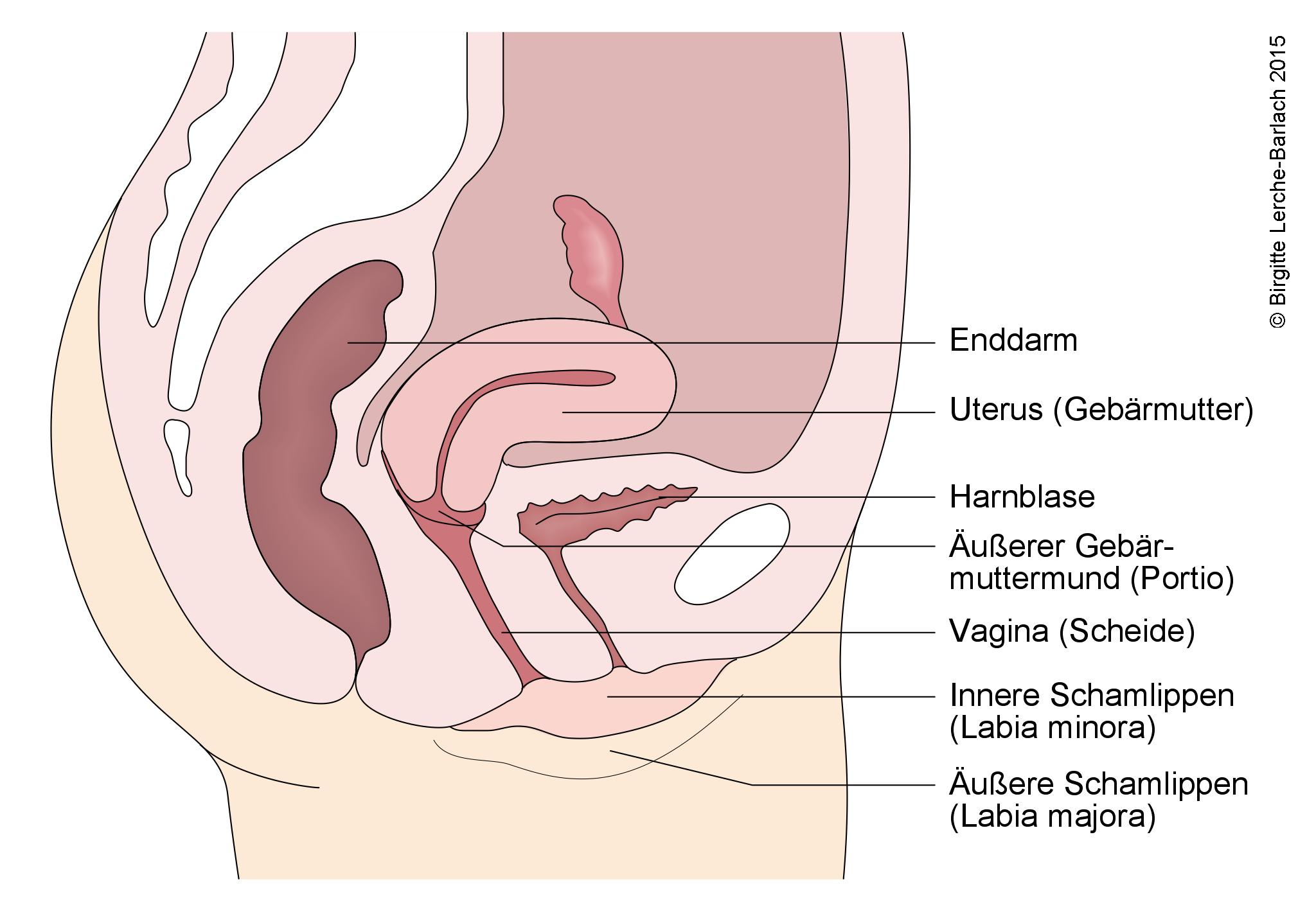 Genitalia interna, Seitenansicht.jpg