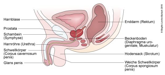 Untere Harnwege mit Prostata