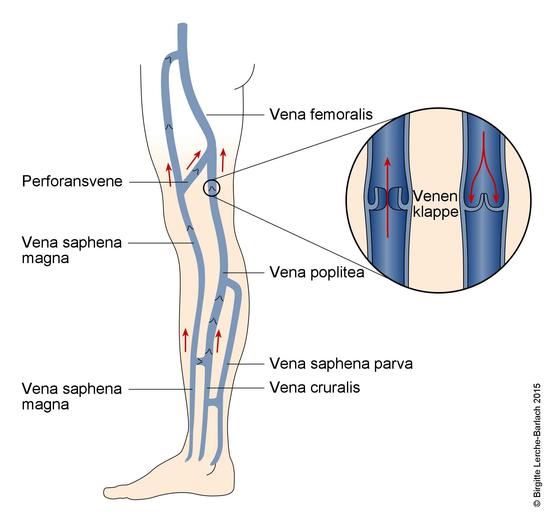 gef-system-blut-und-lymphgef-e-mit-video