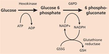 Pentosephosphatweg 