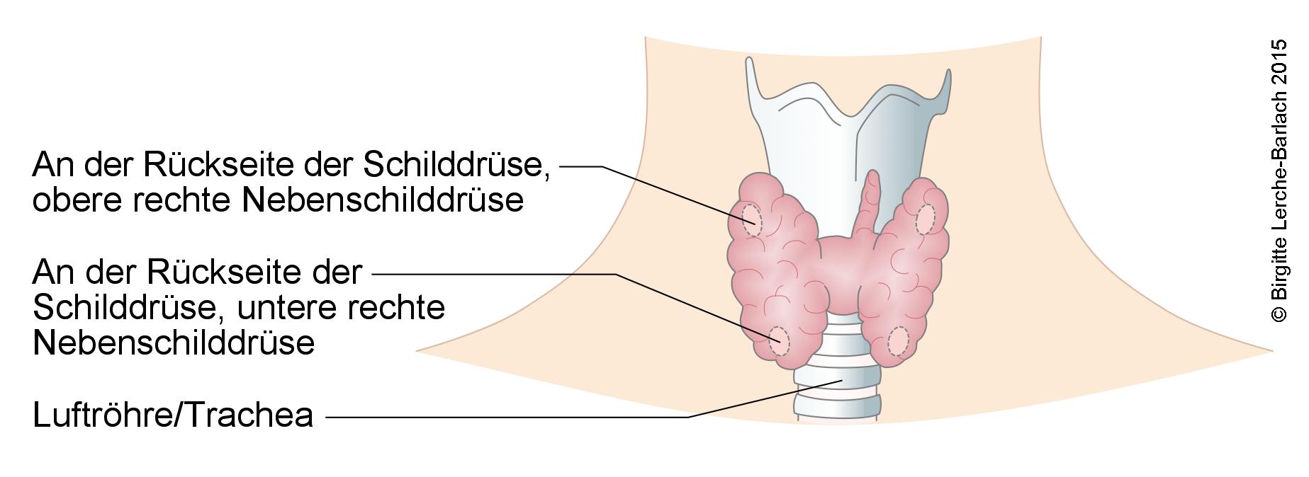 Die vier Glandulae parathyroideae befinden sich auf der Rückseite der Schilddrüse. 