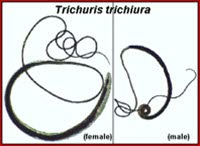 Trichuris, zweigeschlechtlich