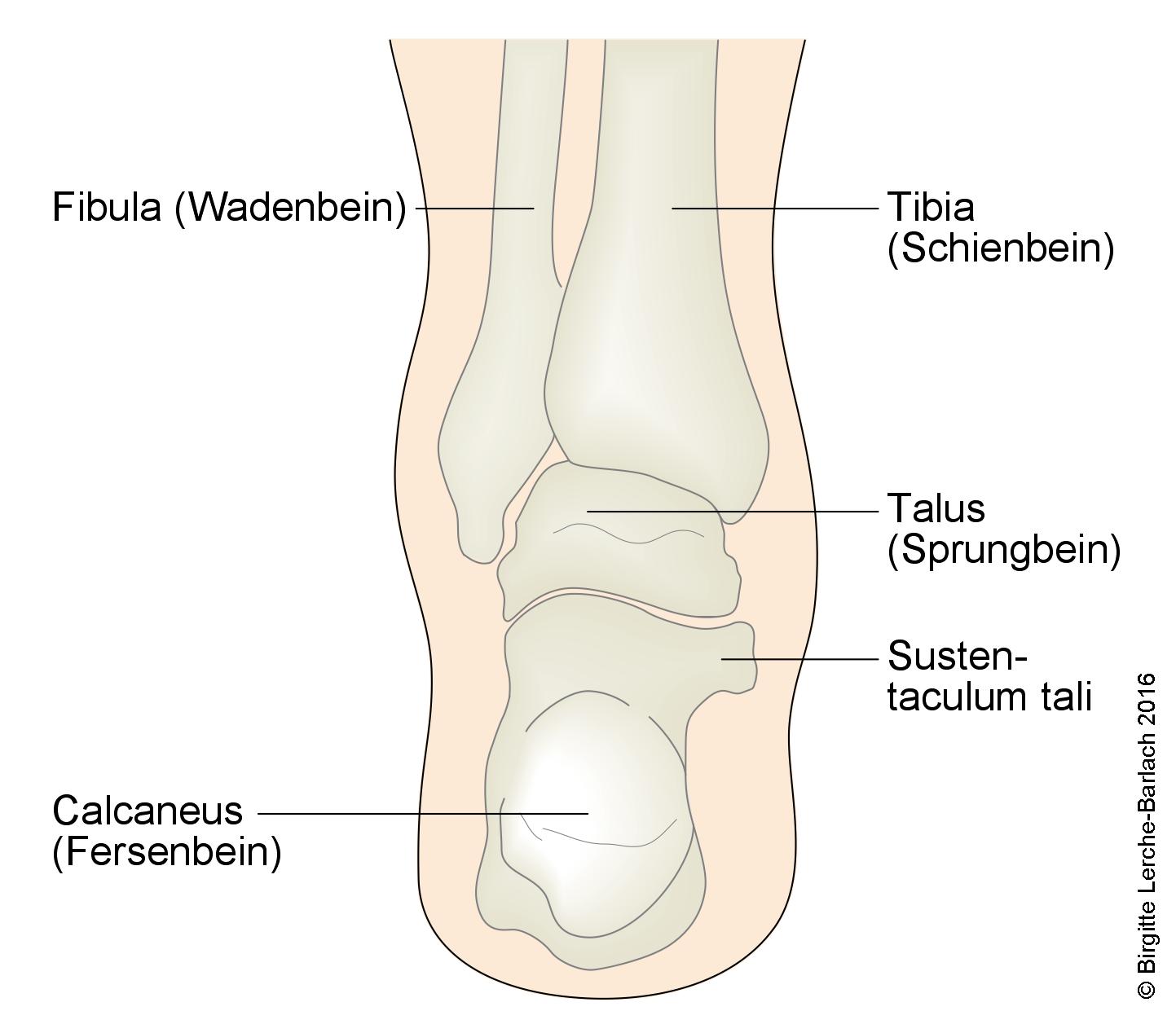 Fußknochen von hinten