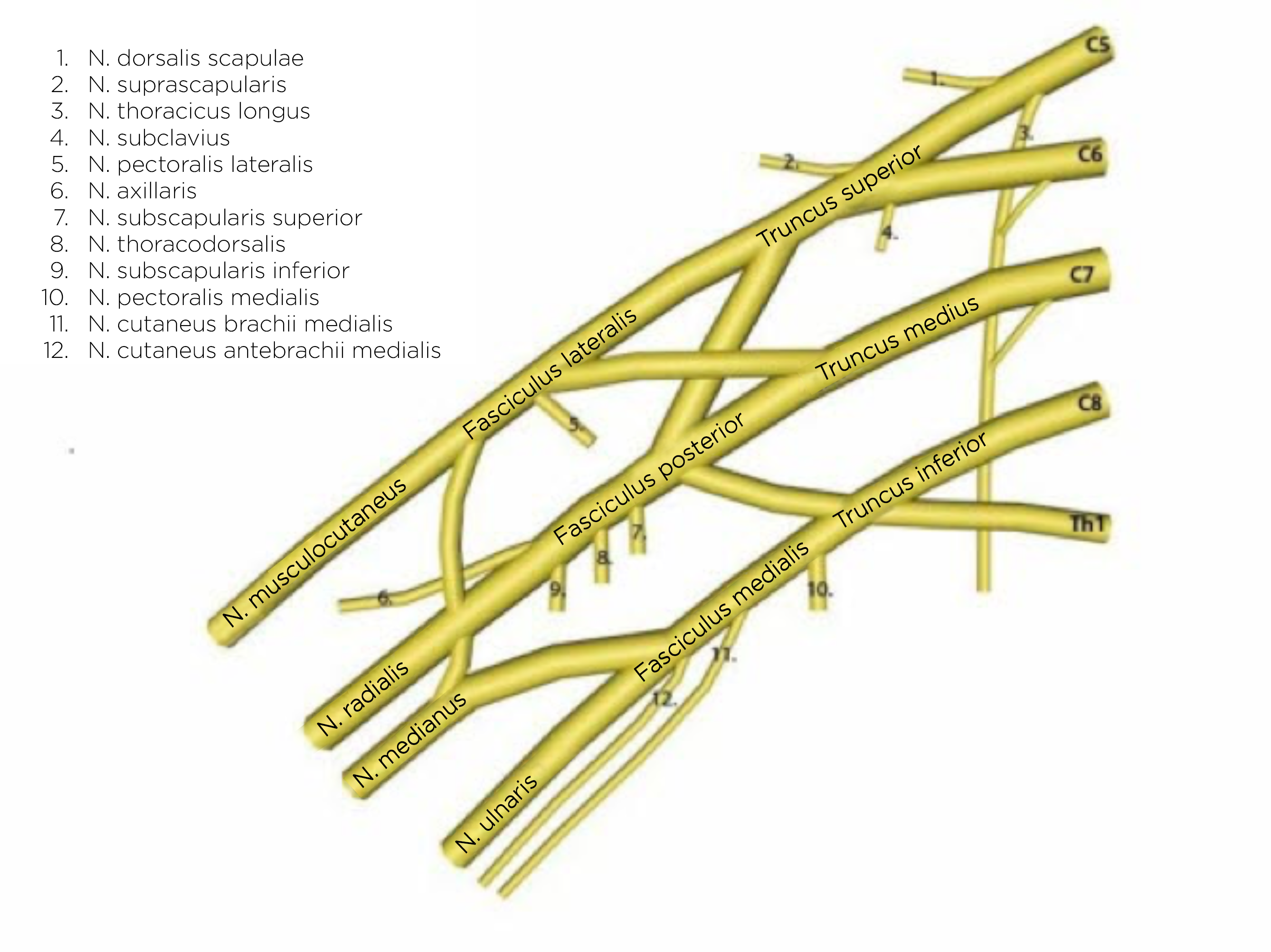 Plexus brachialis