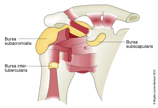 Bursae in der Schulter