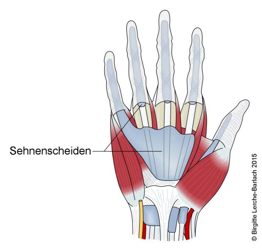 Muskelsehnen der Hand