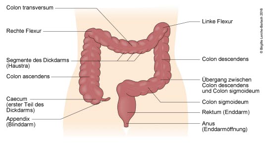 Dickdarm mit Blinddarm