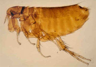 Der Vogelfloh ist braun-schwarz, 2–3 mm lang und seitlich abgeflacht, so dass es aussieht, als seien die sechs Beine auf einer Seite des Körpers angebracht.