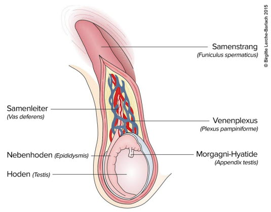 Anatomie des Hodens