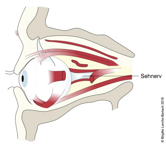 Verlauf des Sehnervs