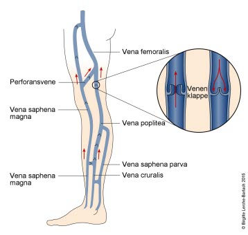214-venen-in-den-unteren-extremitaten.jpg