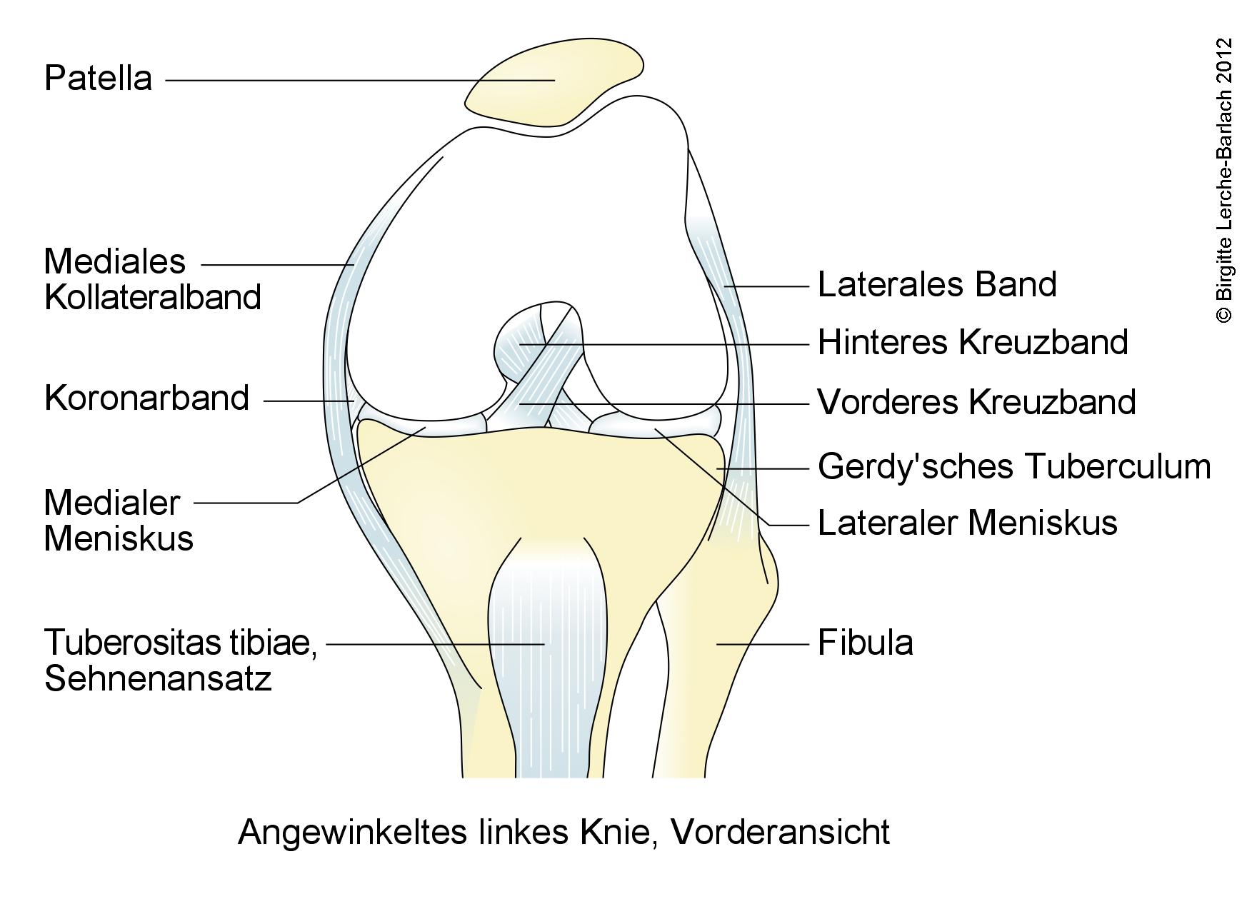 Knie, angewinkeltes linkes Knie, Vorderansicht