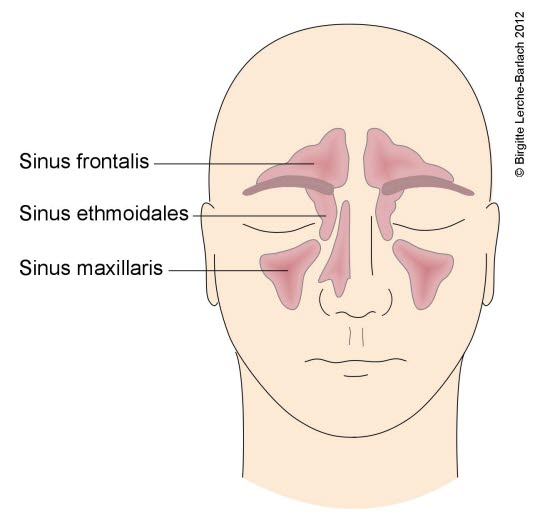 Übersicht der Nasennebenhöhlen
