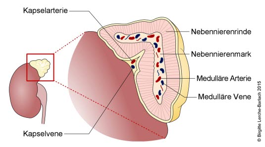 Die Nebennieren