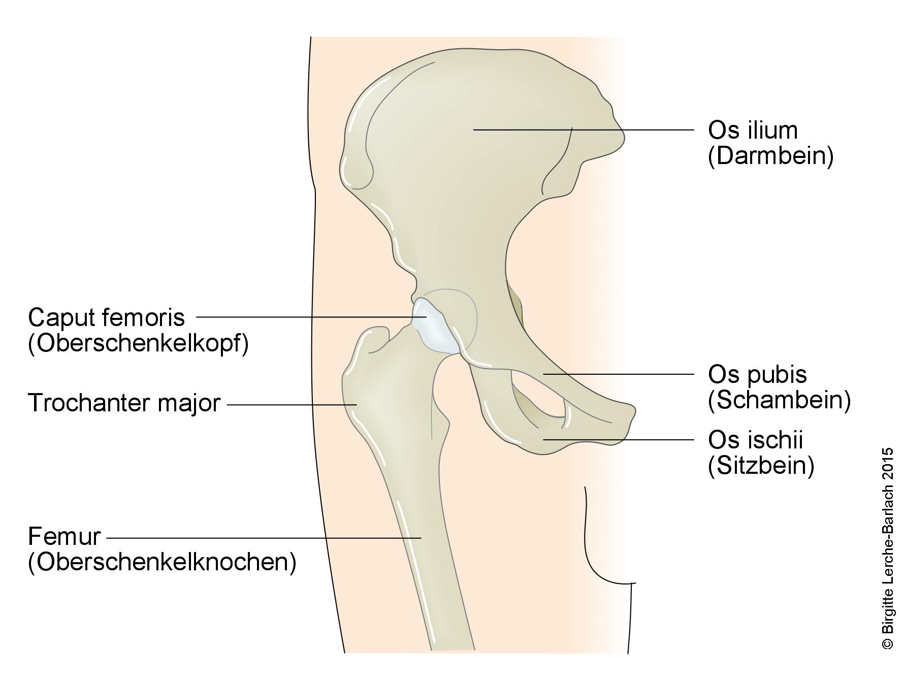 Oberschenkel, Hüfte und Becken