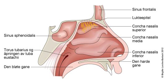 Nase mit Conchae und Nebenhöhlen