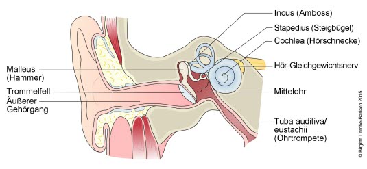 Verschiedene Teile des Ohrs