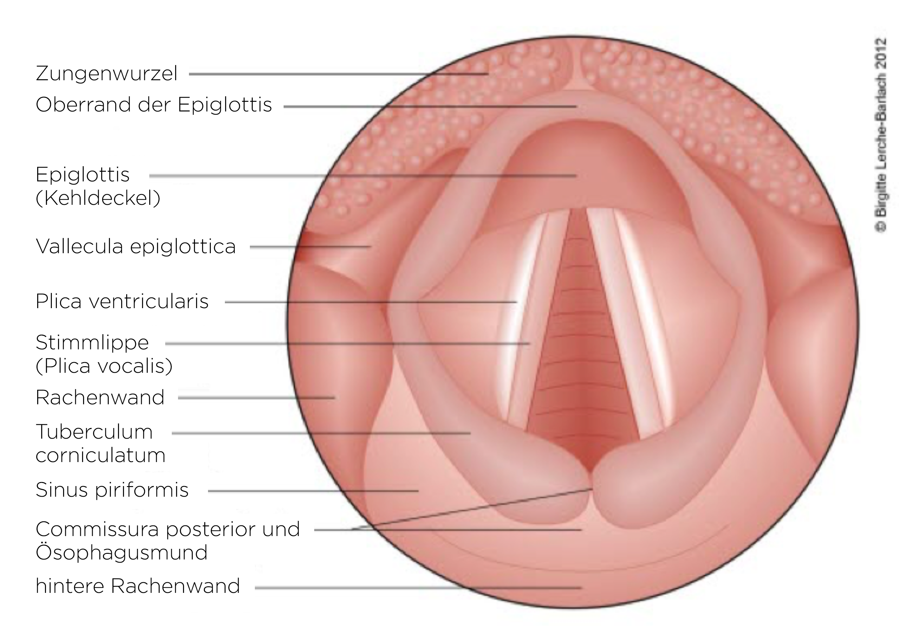 Larynx, Anatomie