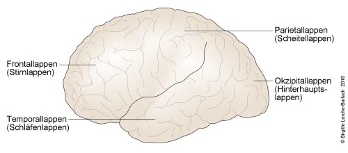 Großhirnrinde: laterale Übersicht