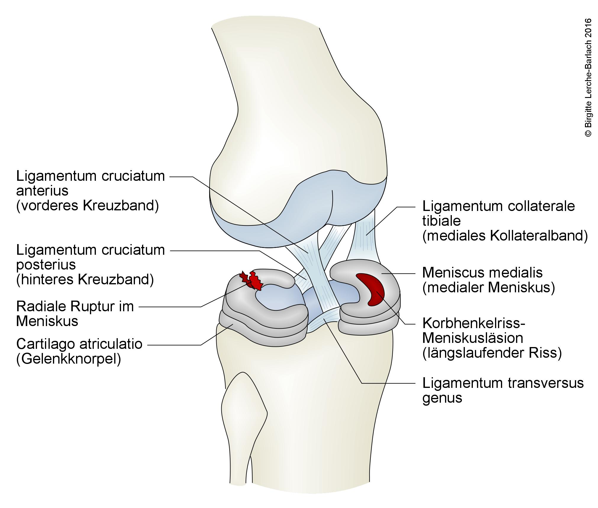 Knie mit Kreuzband, Menisken und Knie-Seitenband