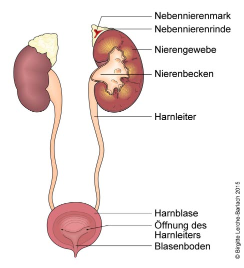 Niere − Nebenniere − Harnblase − Harnwege