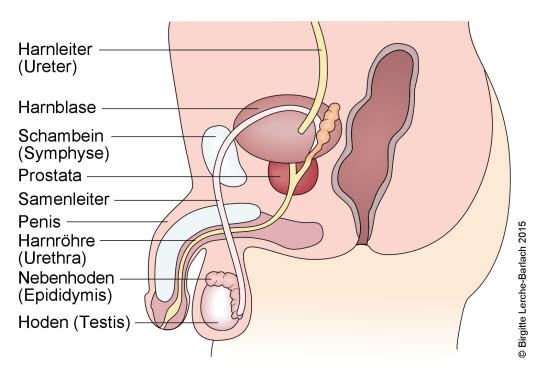 Längsschnitt durch Blase, Prostata und Penis