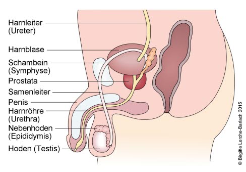 Becken, Querschnitt durch Blase, Prostata und Skrotum