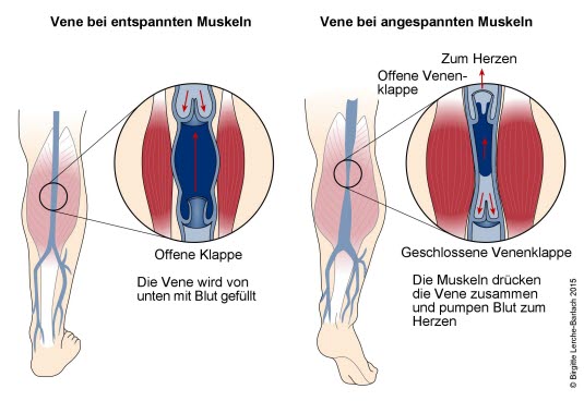 Venen und Muskelpumpe