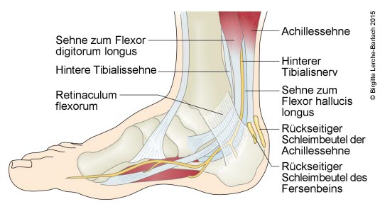 Fuß, Sehnen und Nerven