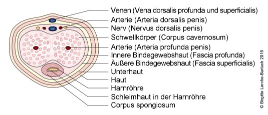 Querschnitt des Penis