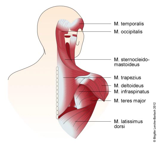 Muskeln an Rücken, Schulter und Nacken
