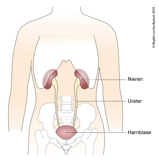 Nieren – Nebennieren – Harnblase – Harnwege