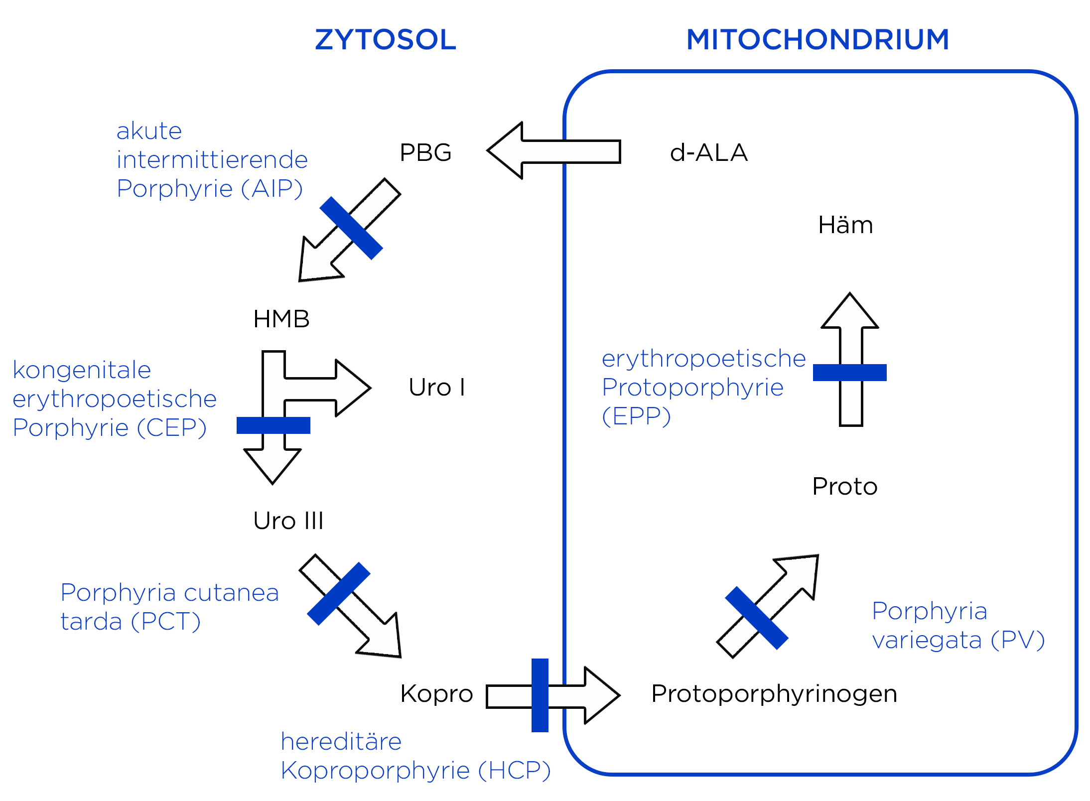 Porphyrien, Enzymdefekte