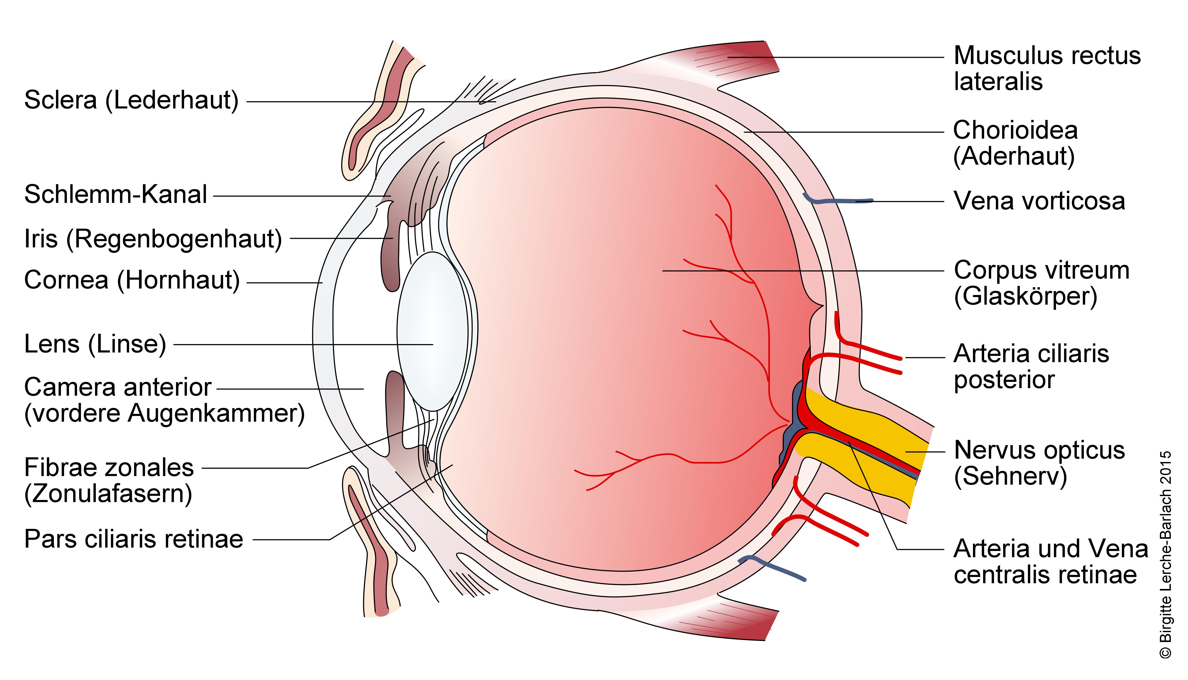 Auge, detaillierter Längsschnitt.jpg