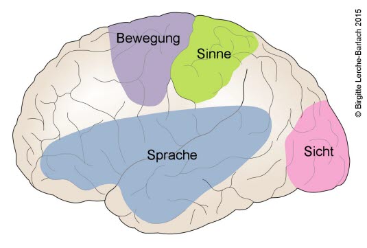 Anatomie des Gehirns, funktionell