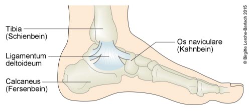 551-sprunggelenksbander-med.jpg